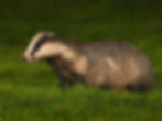 Badger in the garden