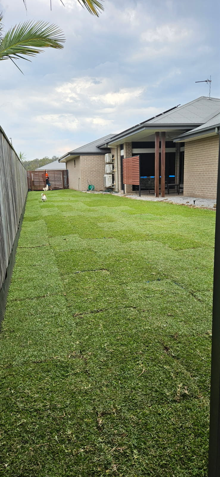Freshly turfed lawn in a backyard