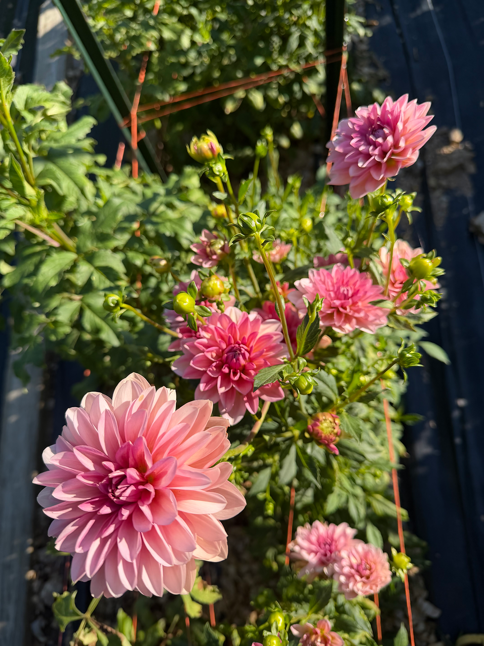 Thumbnail: Dahlia Flower Share
