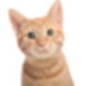InnoWeb_Representantes-15.png