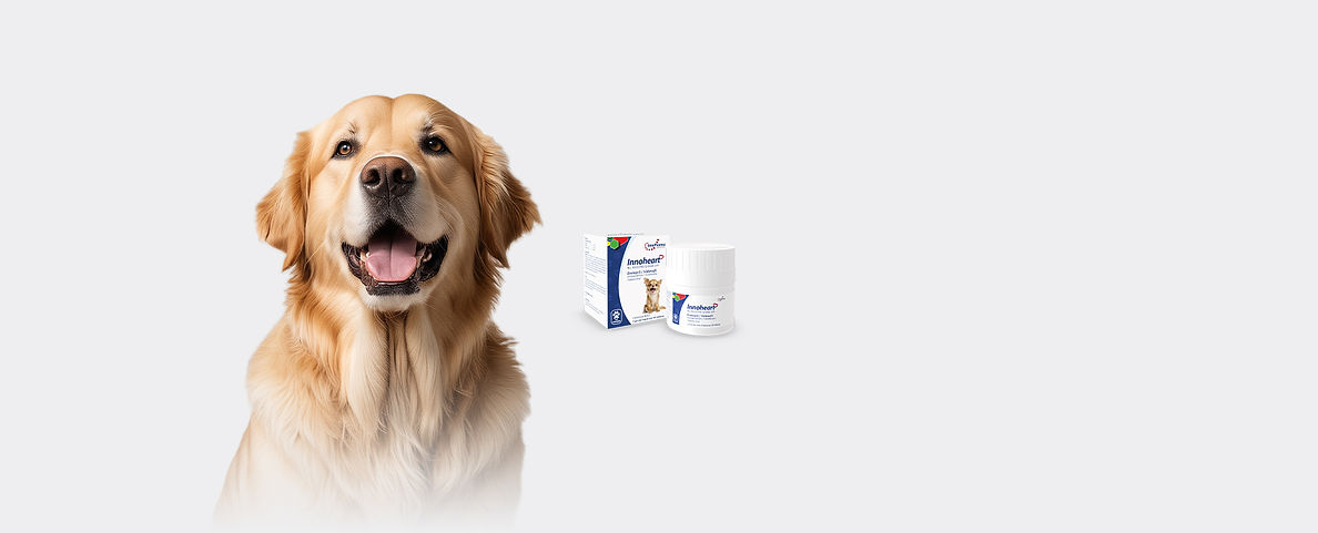 Banner_Innoheart (2).jpg