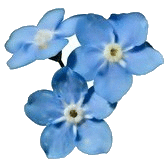 three forget me not blossoms