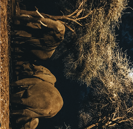 wildlife square_edited.png