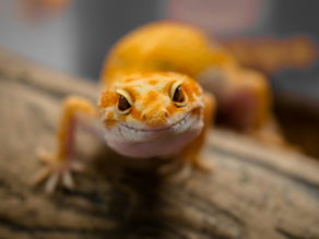 Lessons from Lizards