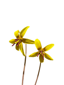 IMG_1795__1_-removebg-preview (1).png