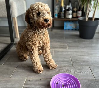 Hide and Lick Pet Bowl