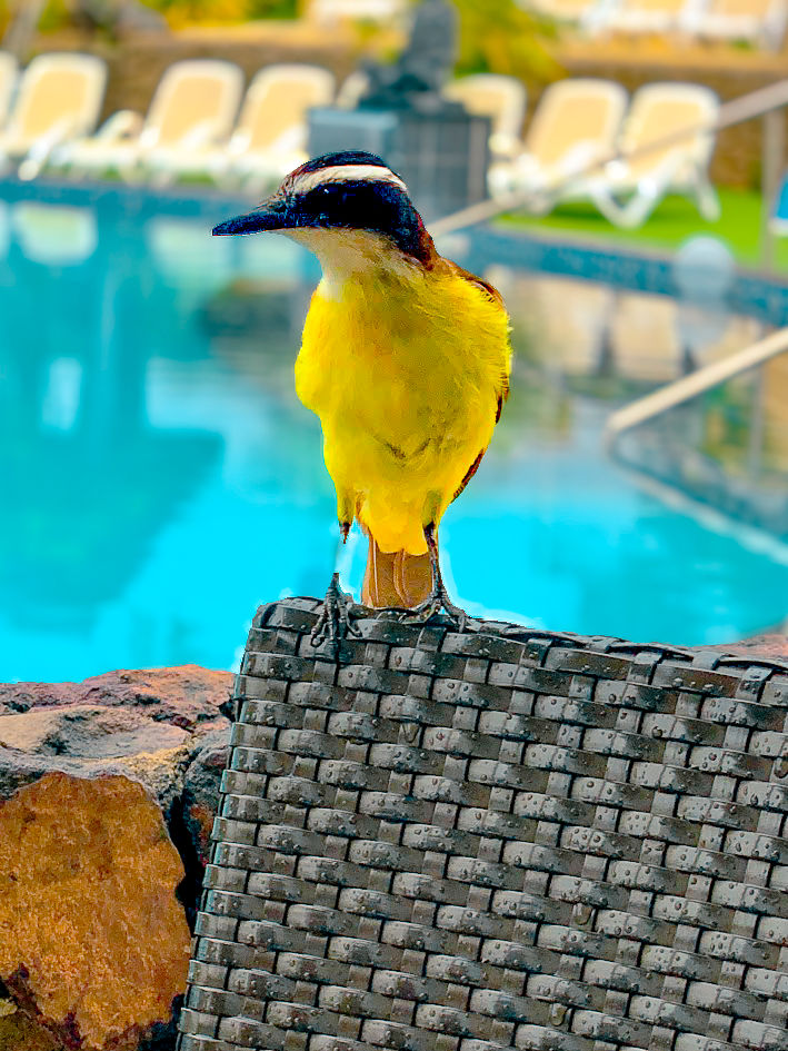 You never know what friends you'll make poolside.