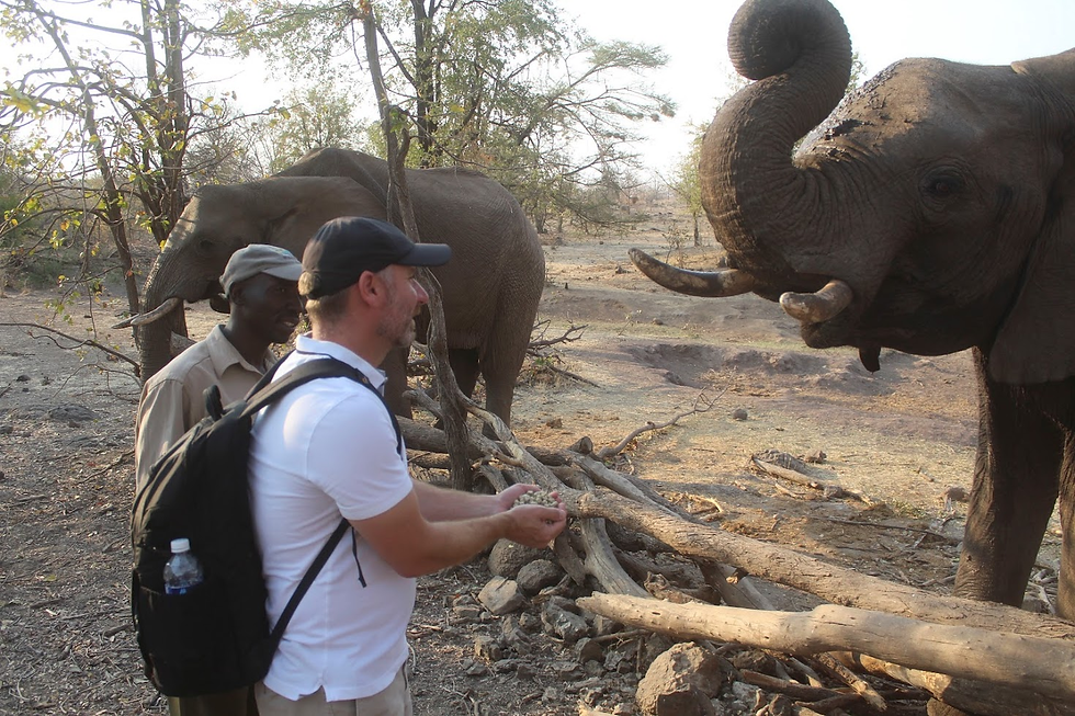 A traveler wearing a backpack hand-feeds an elephant while two elephant guardians stand nearby in dry bushland. One elephant reaches forward with its trunk, while another stands just behind, during a guided elephant trek near Victoria Falls.