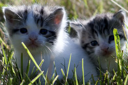 Twins © pictures by Ray