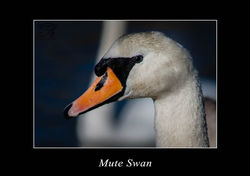 Mute Swan