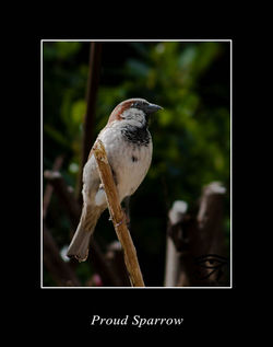 Proud Sparrow