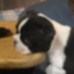 S'Mores - head too heavy