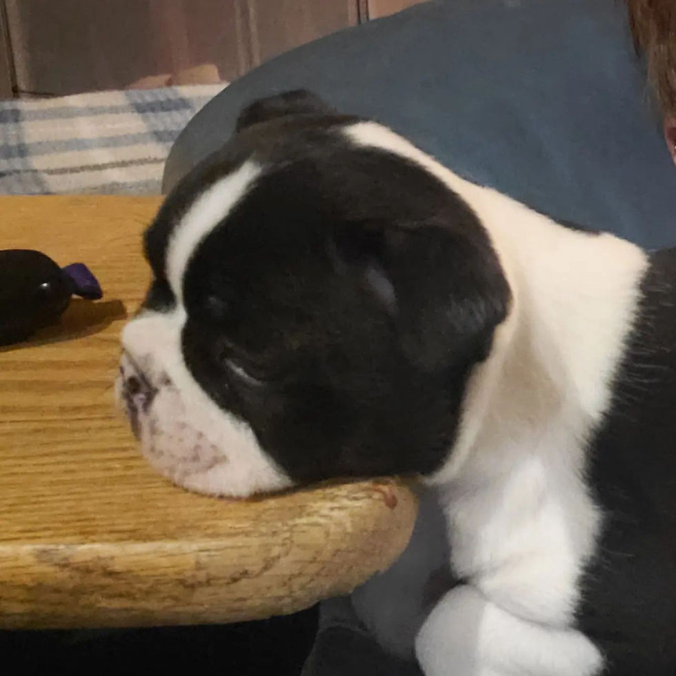 S'Mores - head too heavy