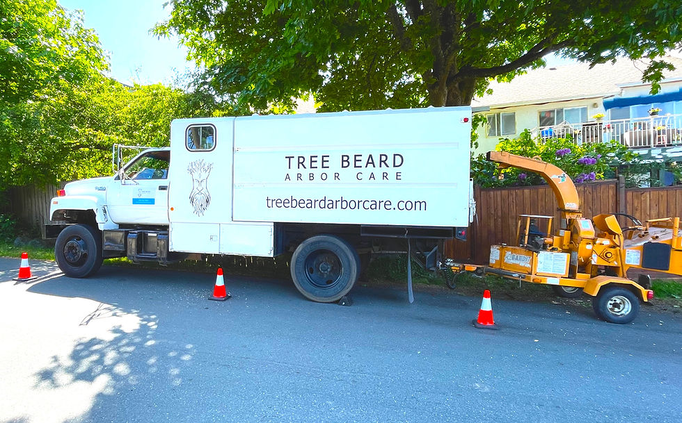Tree Services Cowichan Valley | Tree Beard Arbor Care