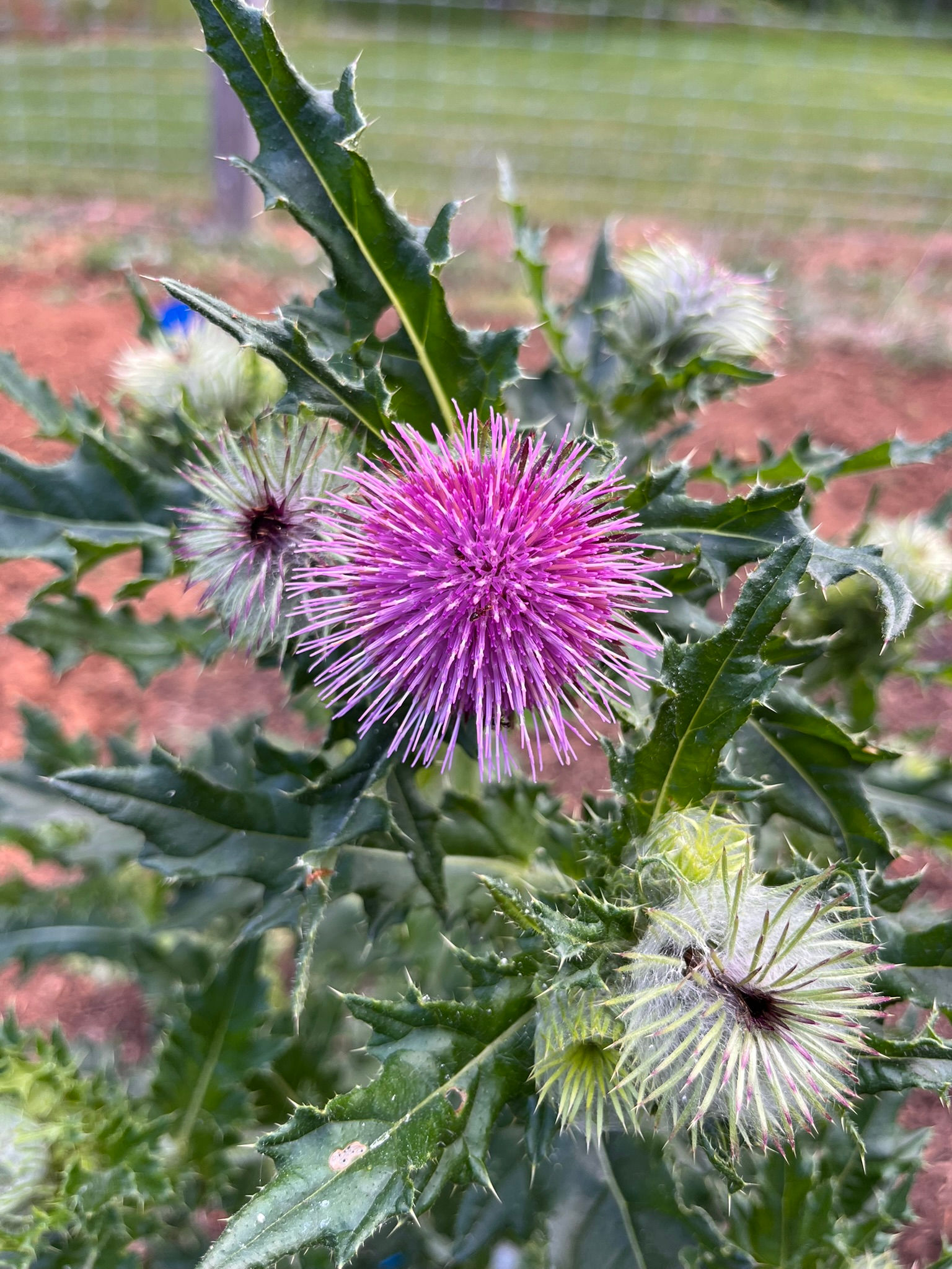 Edible thistle