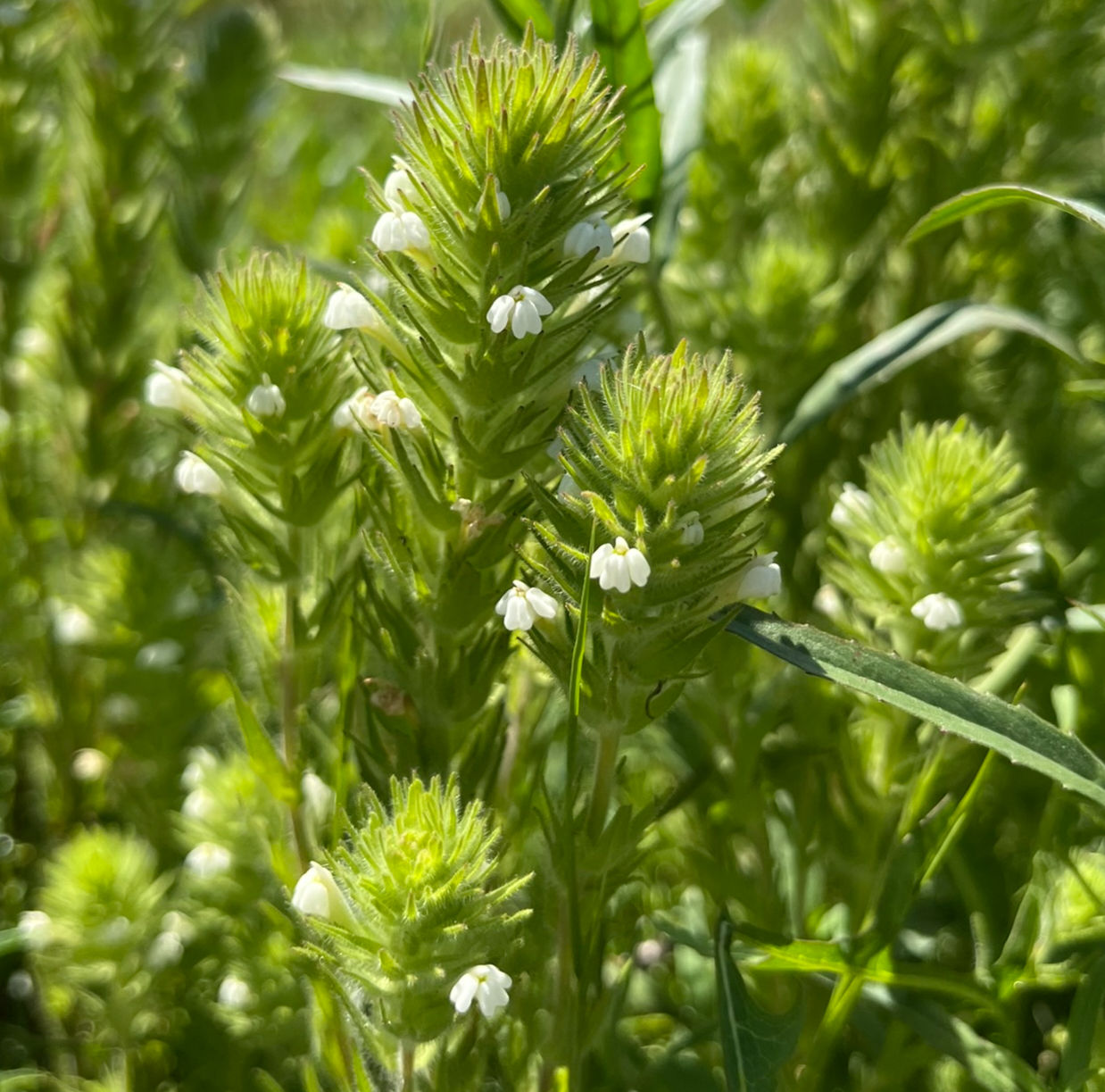 Annual white paintbrush