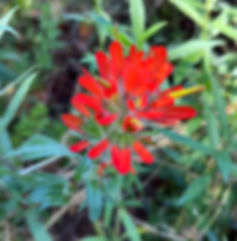 Oregon coast paintbrush
