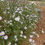 Thumbnail: Hall's Aster