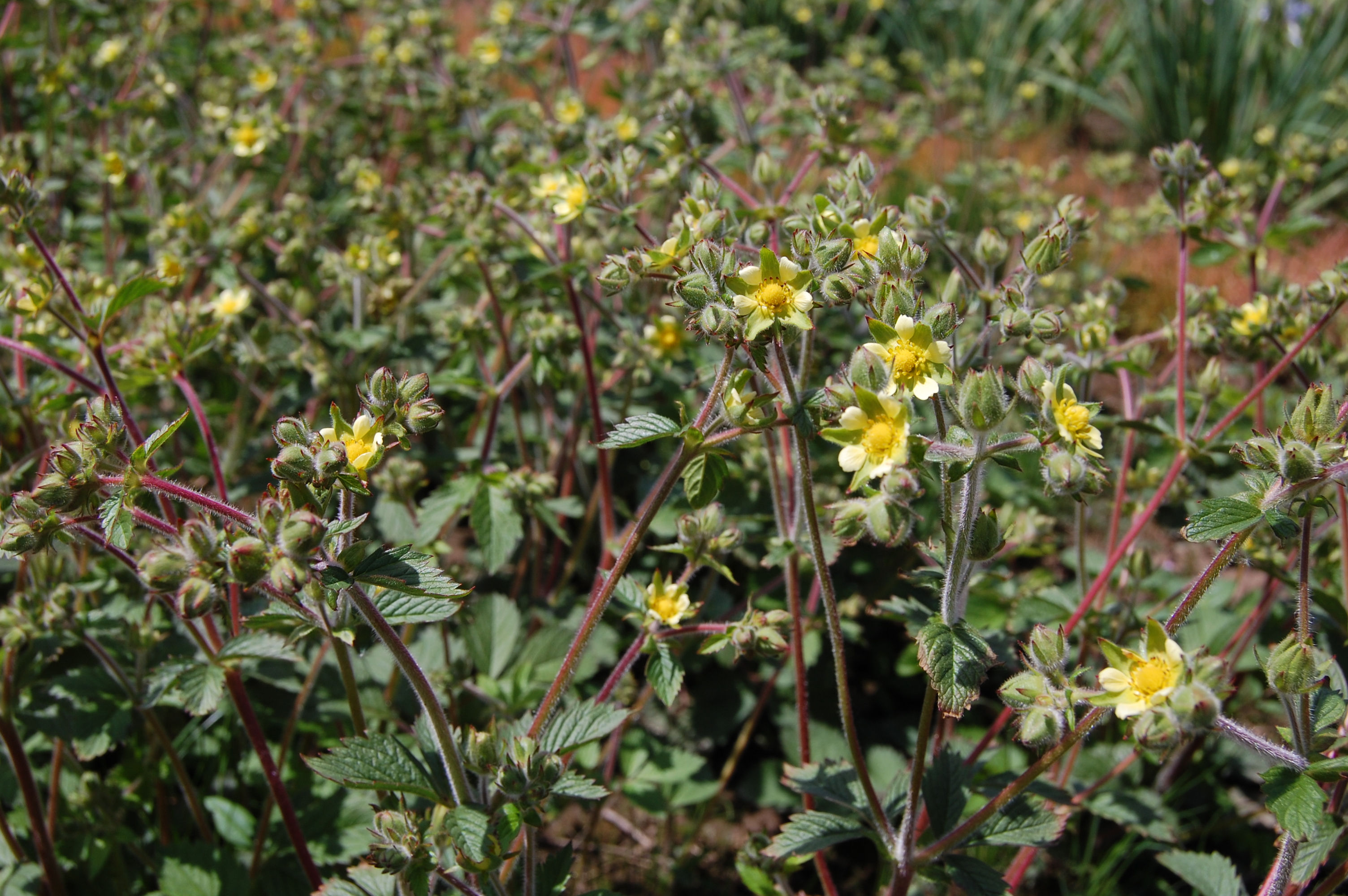 Sticky cinquefoil