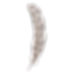 Feather 6_edited.png