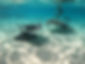 Three Stingray