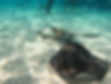 Stingrays laying on sand