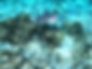 Stingray swimming over coral