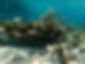 Fish swimming in the coral