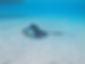 Stingray swimming by boat