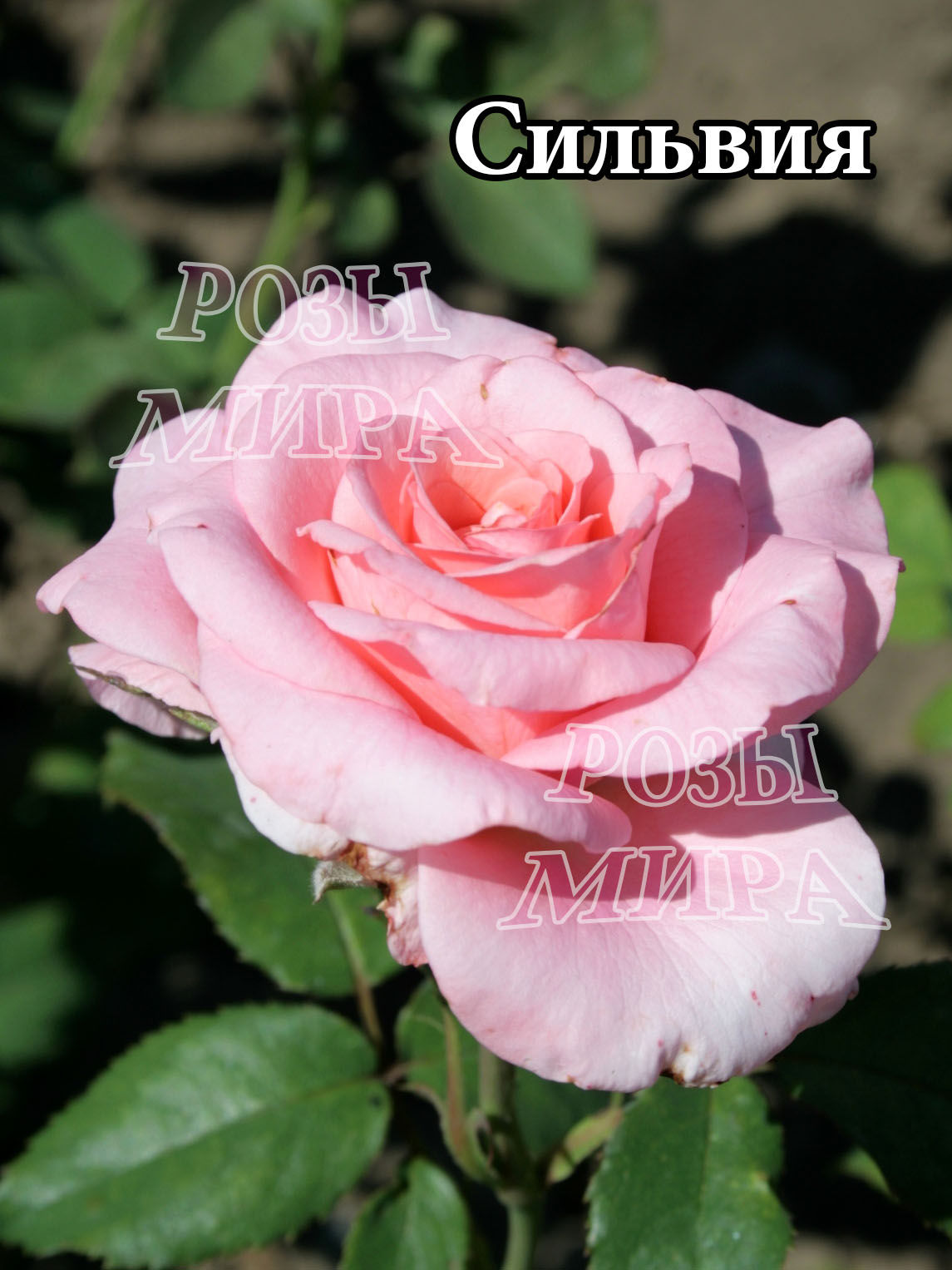Роза чайно-гибридная Сильвия