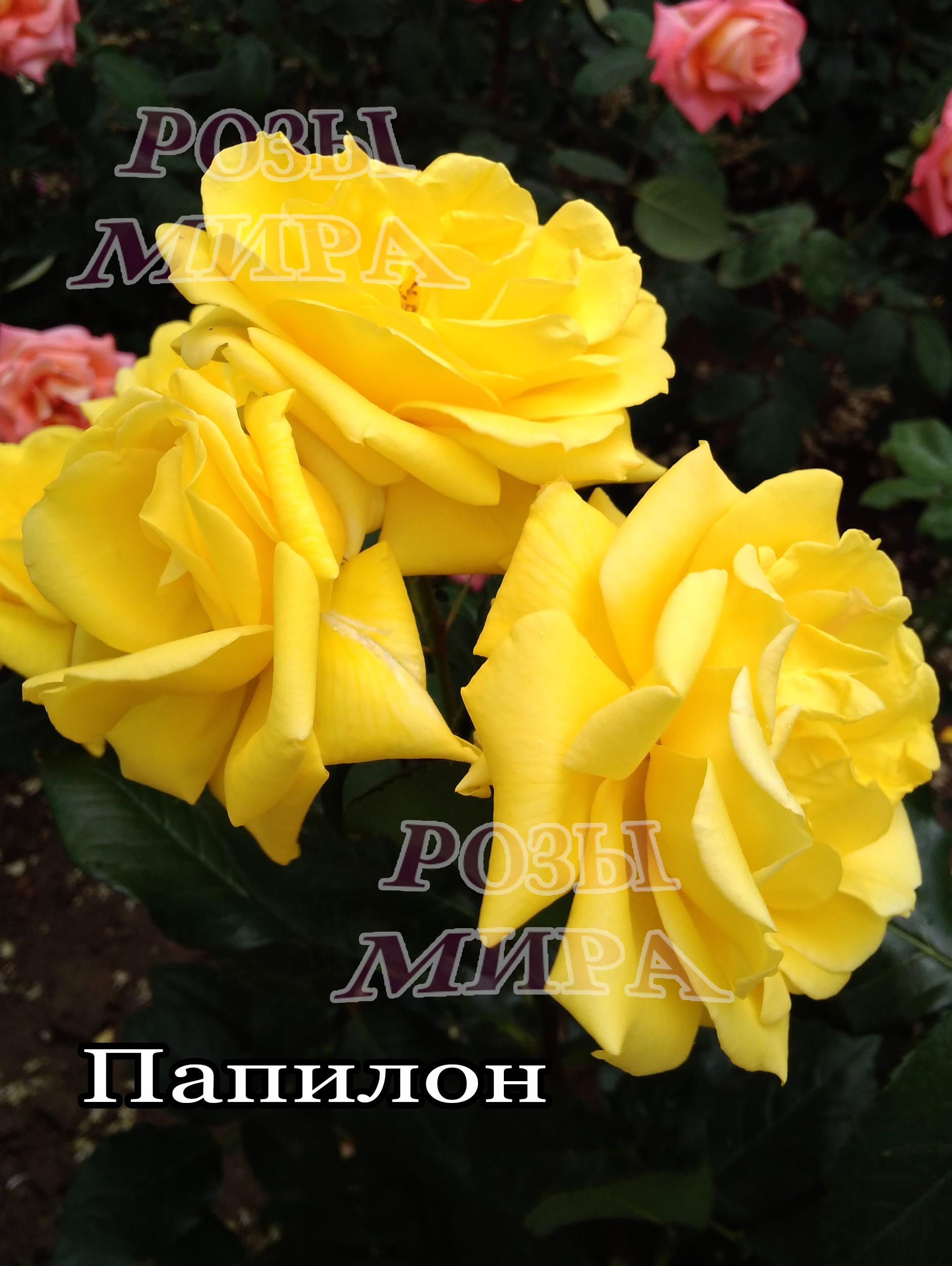 Роза чайно гибридная Папилон