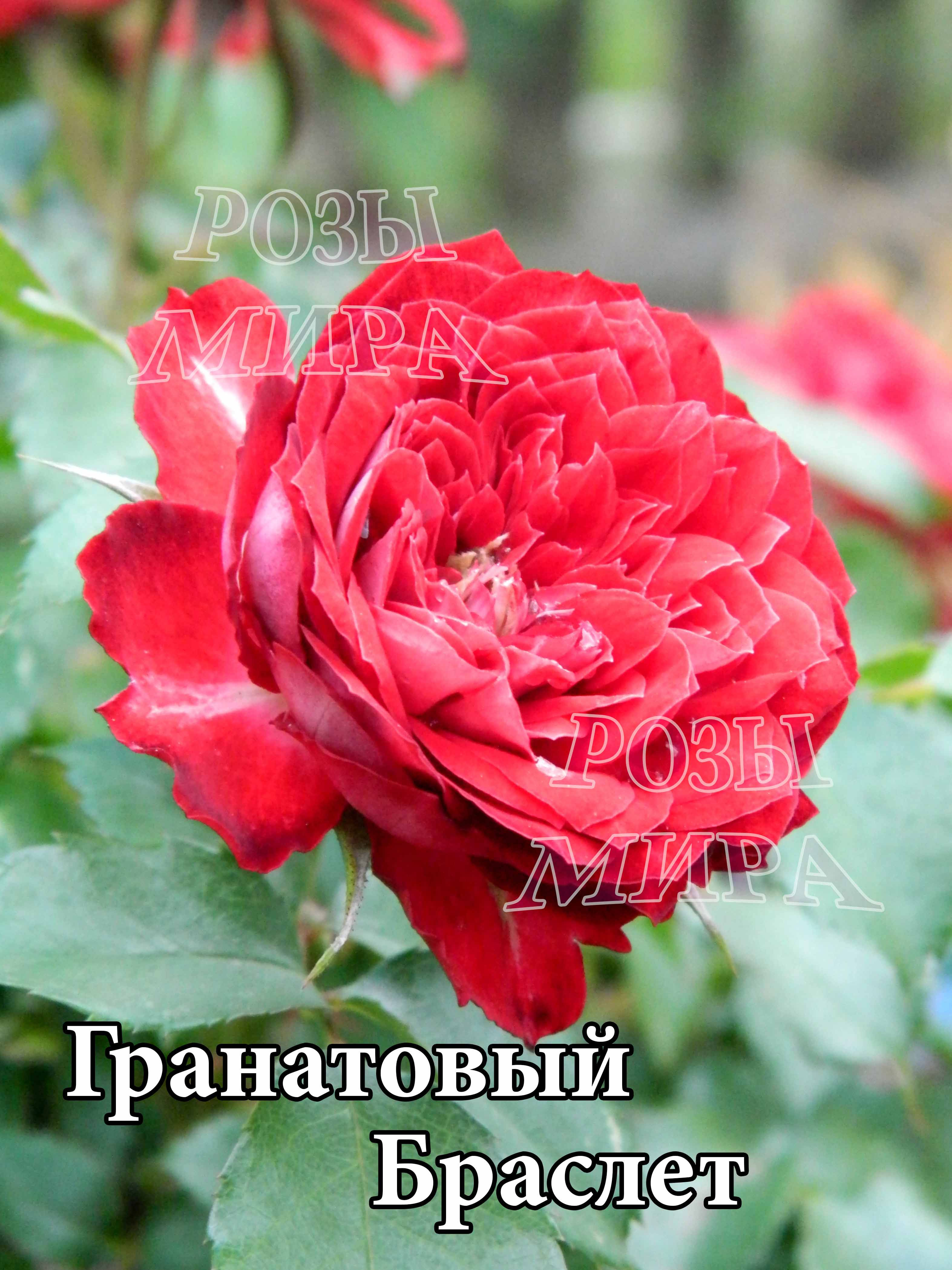 Гранатовий Браслет