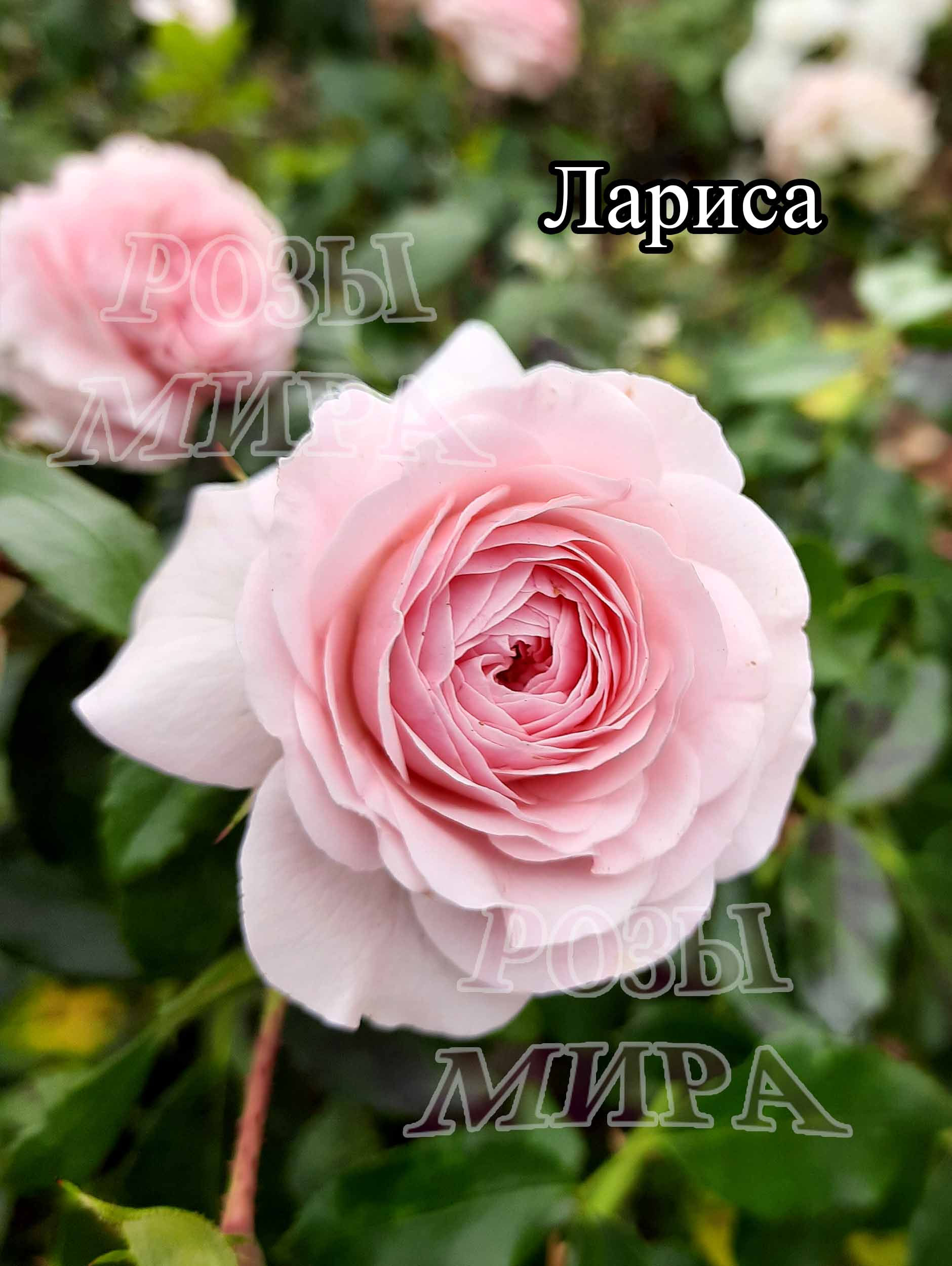 Роза флорибунда Лариса