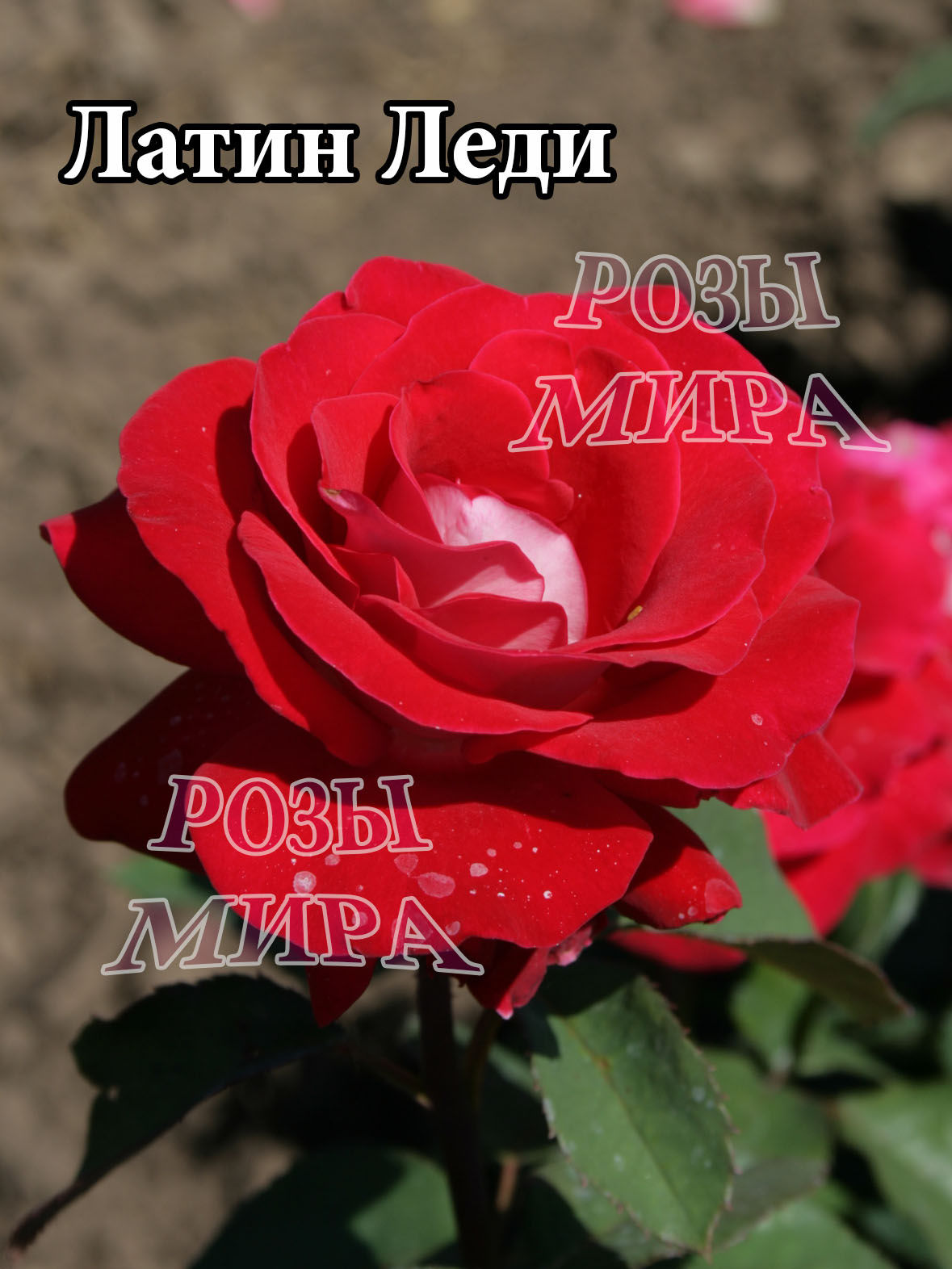 Роза срезочная Латин Леди