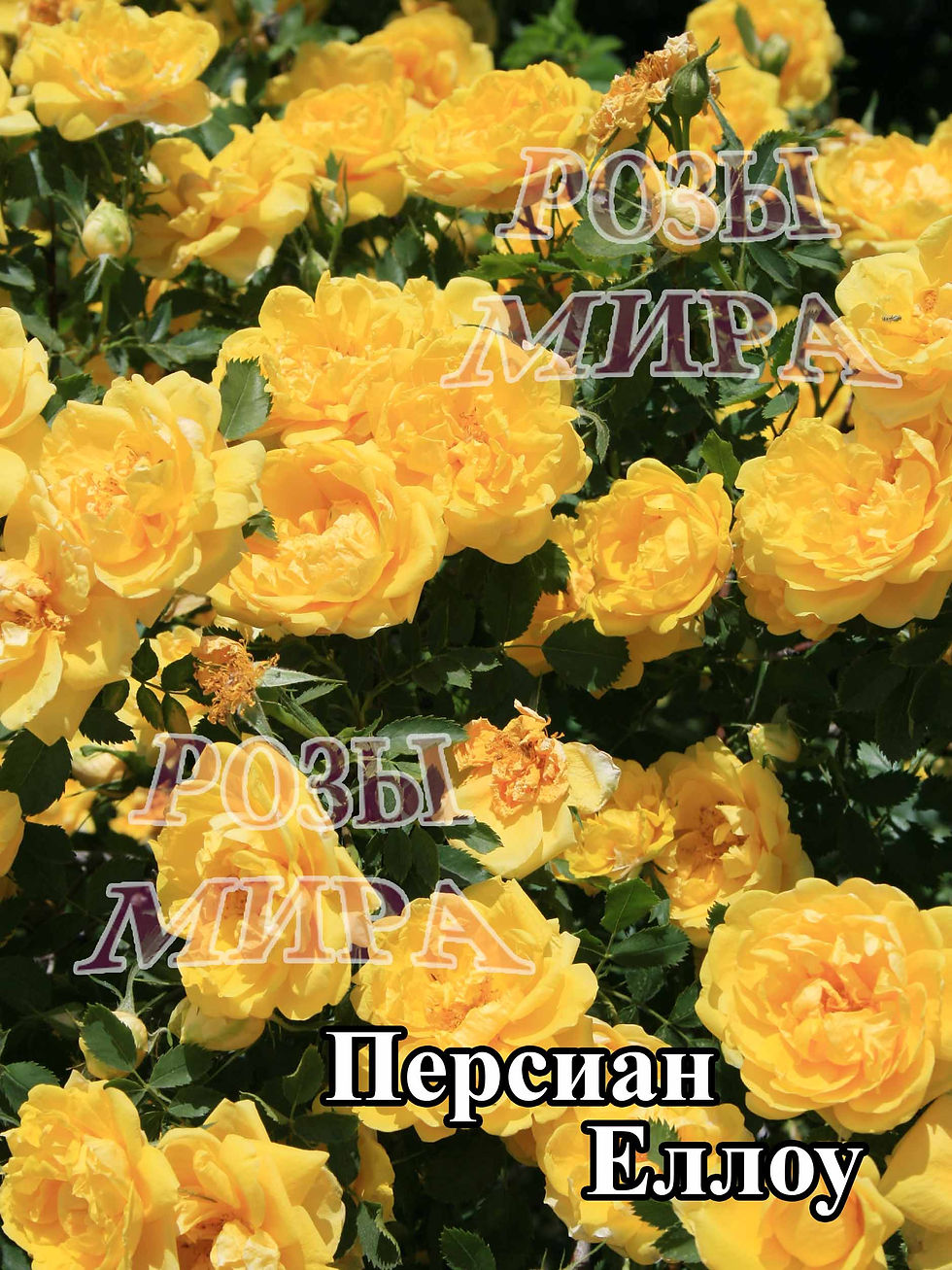 Роза Персиан Еллоу