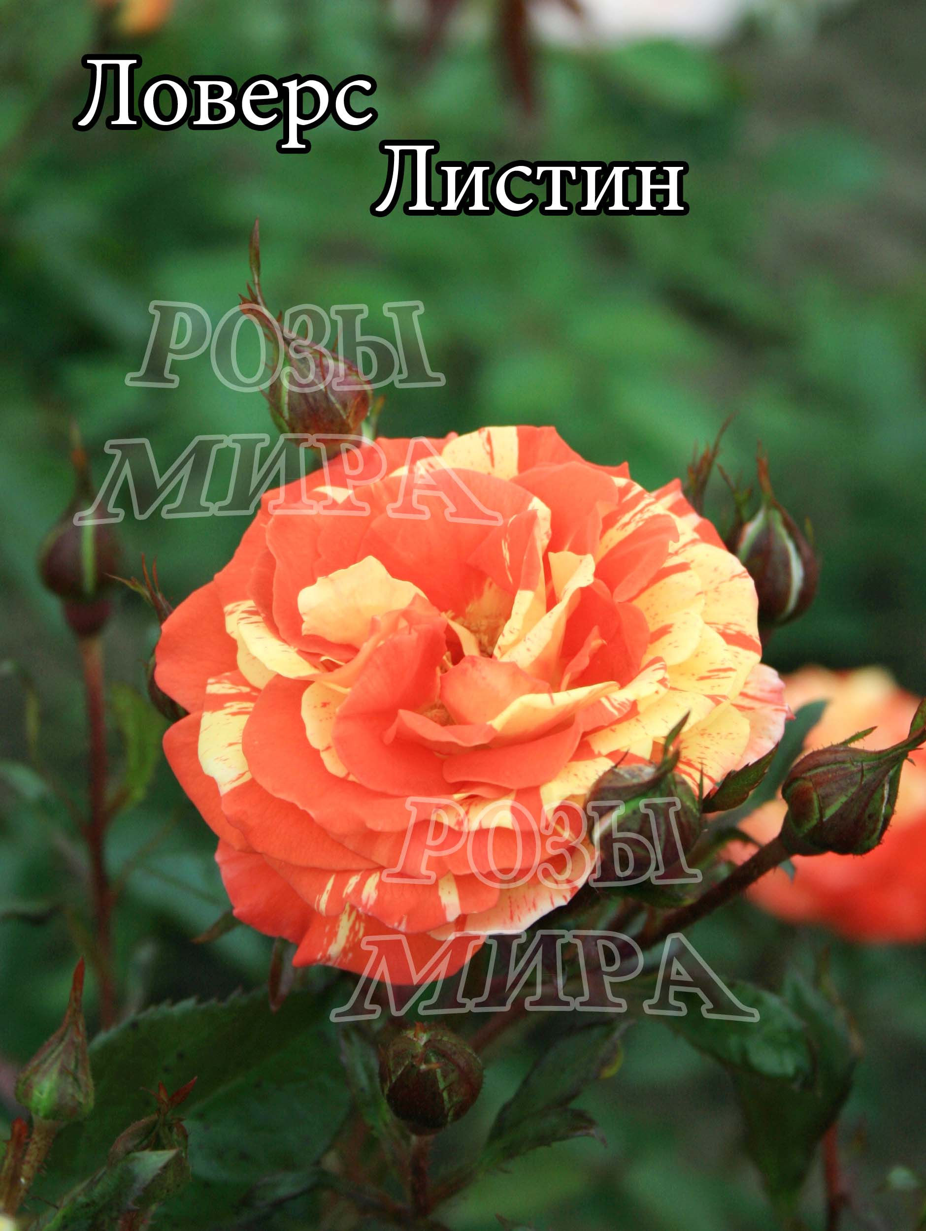 Роза плетистая Ловерс Листин