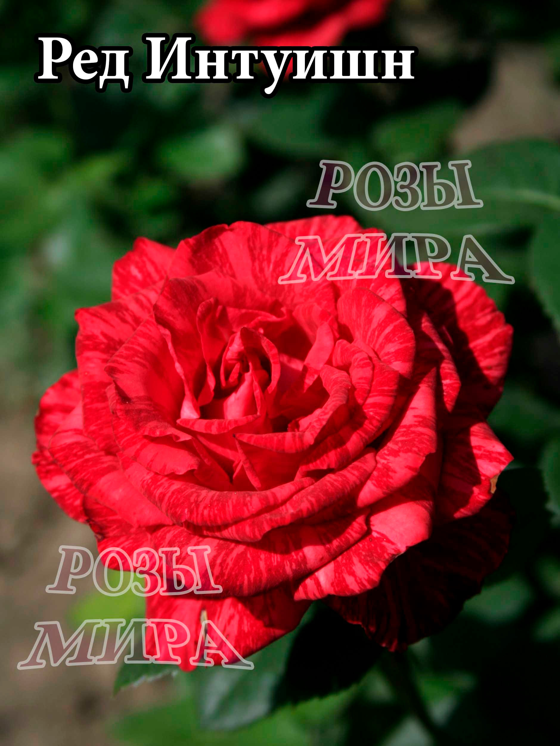 Ред Інтуішн