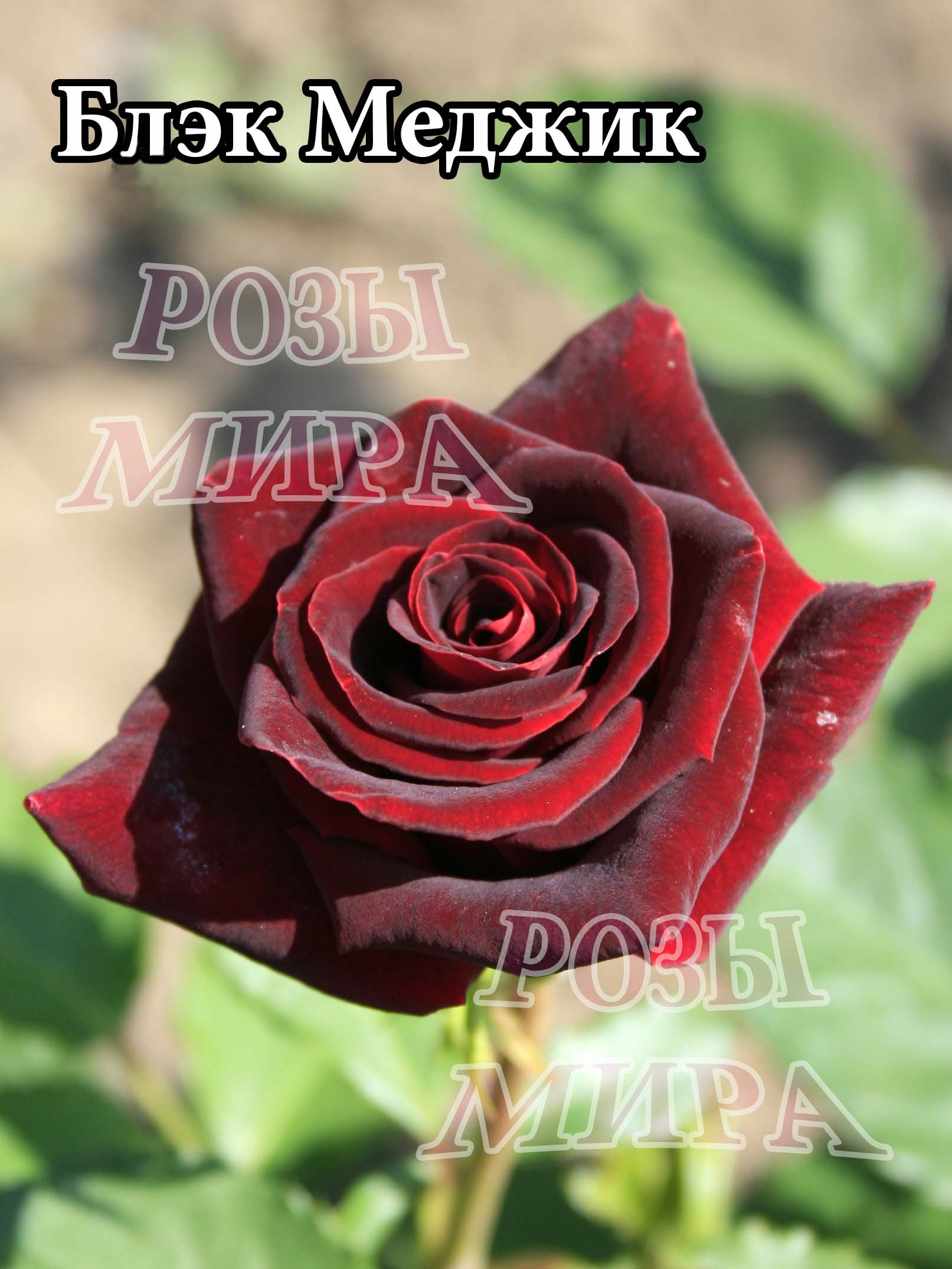 Блек Меджик