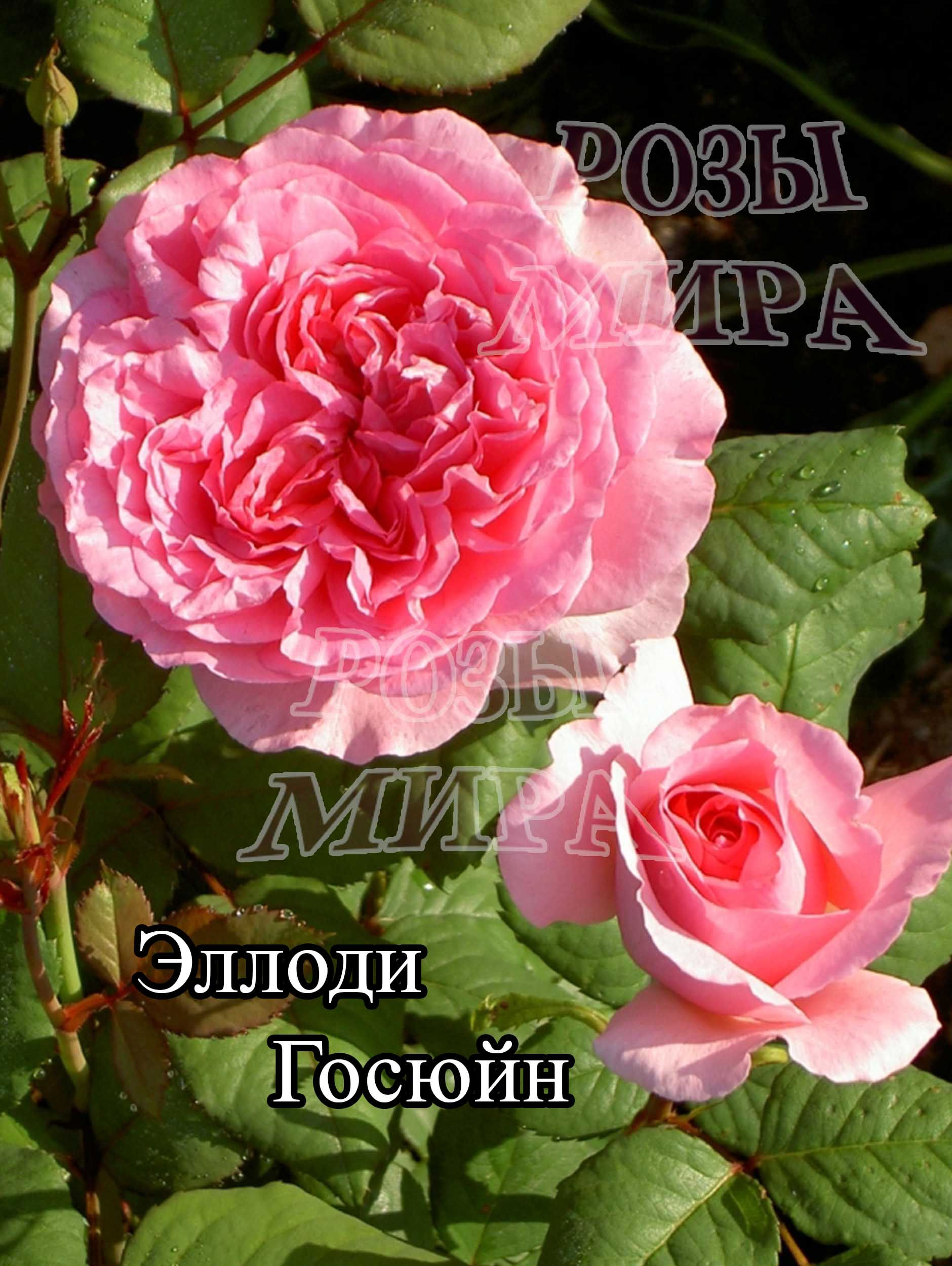 роза шраб Эллоди Госюйн