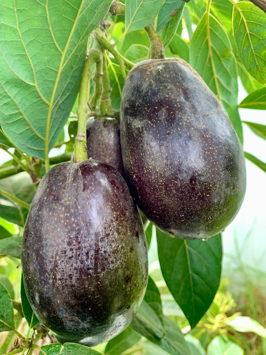 Mexicola Grande Avocado