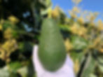 PInkerton Avoacdo fruit