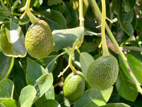 How to Care for an Avocado Tree: Essential Tips for Healthy Growth