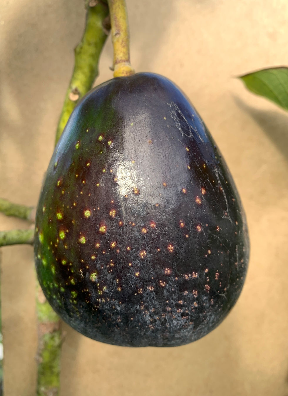 Big Black fruit maturing in late October