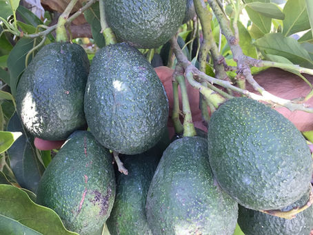 Lamb Hass Avocado Tree: Workhorse of Fruit Production