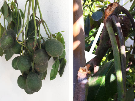 The importance of staking avocado trees