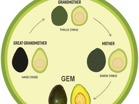 A Short History of The GEM Avocado Tree (author: H)