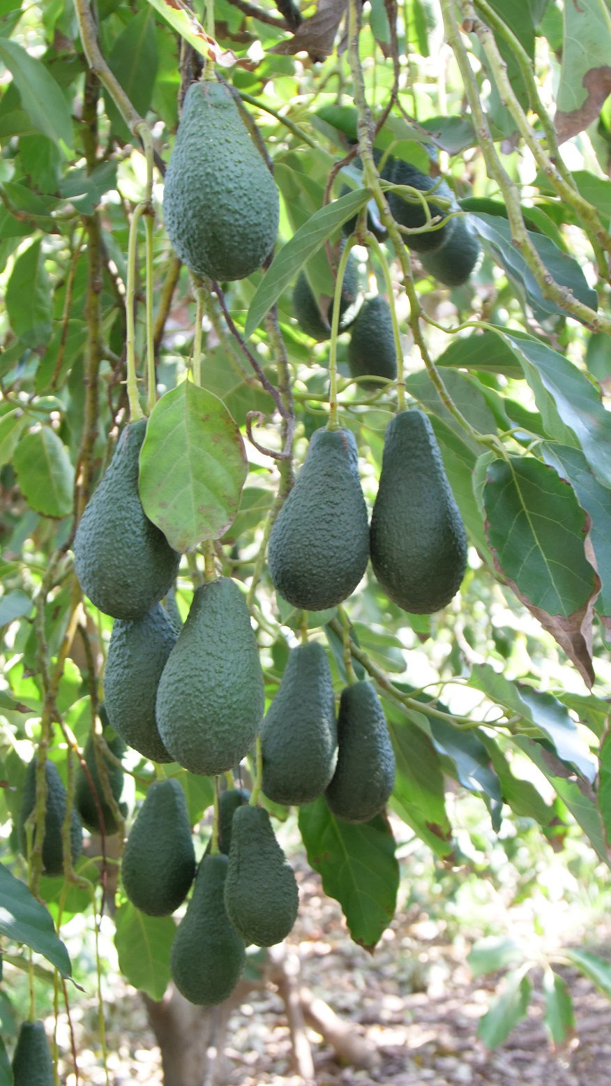 Mature Pinketon Avocado Tree