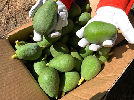 Cold Hardy Avocado Tree Varieties?