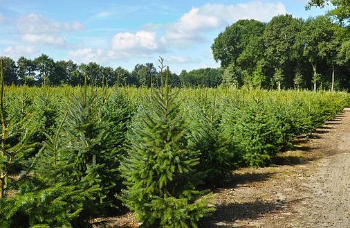Groupiz culture artisanale - Commande achat vente groupée de sapins Nordmann premier 1er c