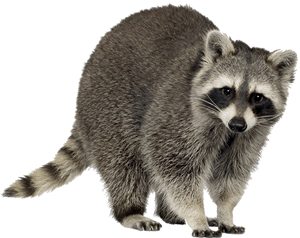raccoon-transparent.gif